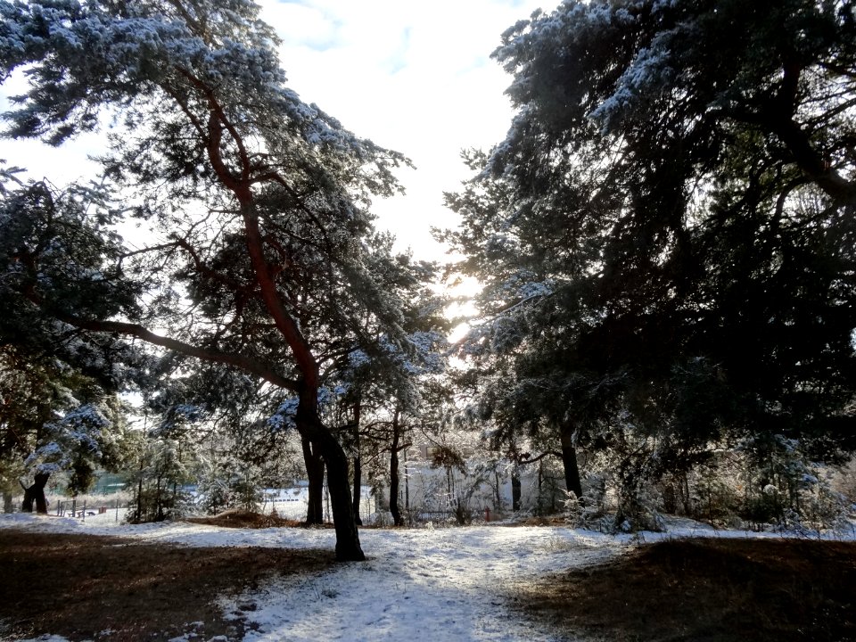 Bdg Siernieczek3 01-2015
