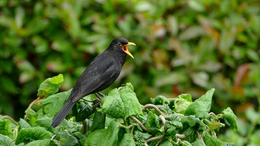 Garden blackbird male summer