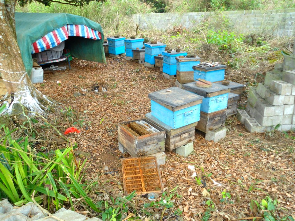 Beekeeping in Hainan - 03