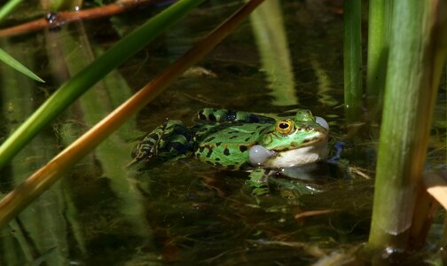 Courtship pond garden pond