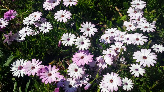 Summer spring bouquet photo