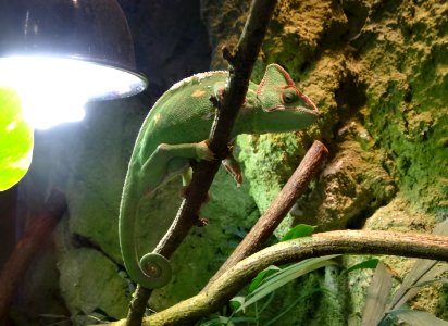 Bdg zoo terrarium 14 01-2015