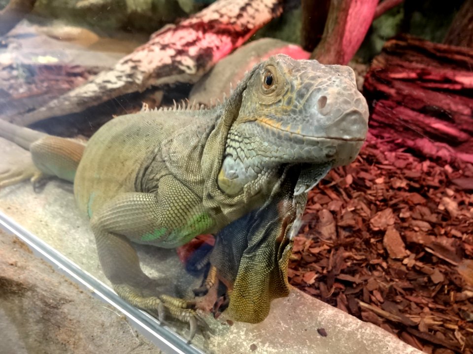 Bdg zoo terrarium 1 01-2015