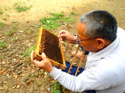 Beekeeping in Hainan - 05