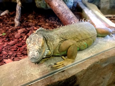 Bdg zoo terrarium 5 01-2015