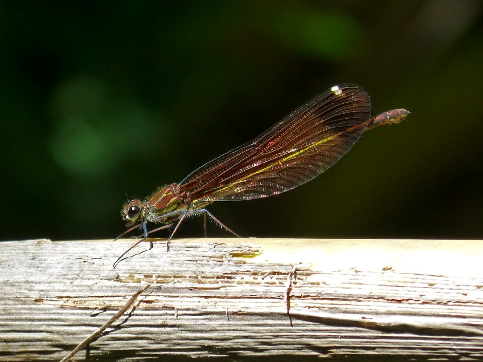 Winged insect wetland cane