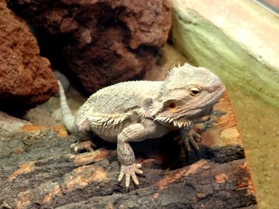 Bdg zoo terrarium 17 01-2015