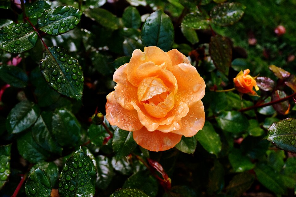 Drip drop of water rose bloom