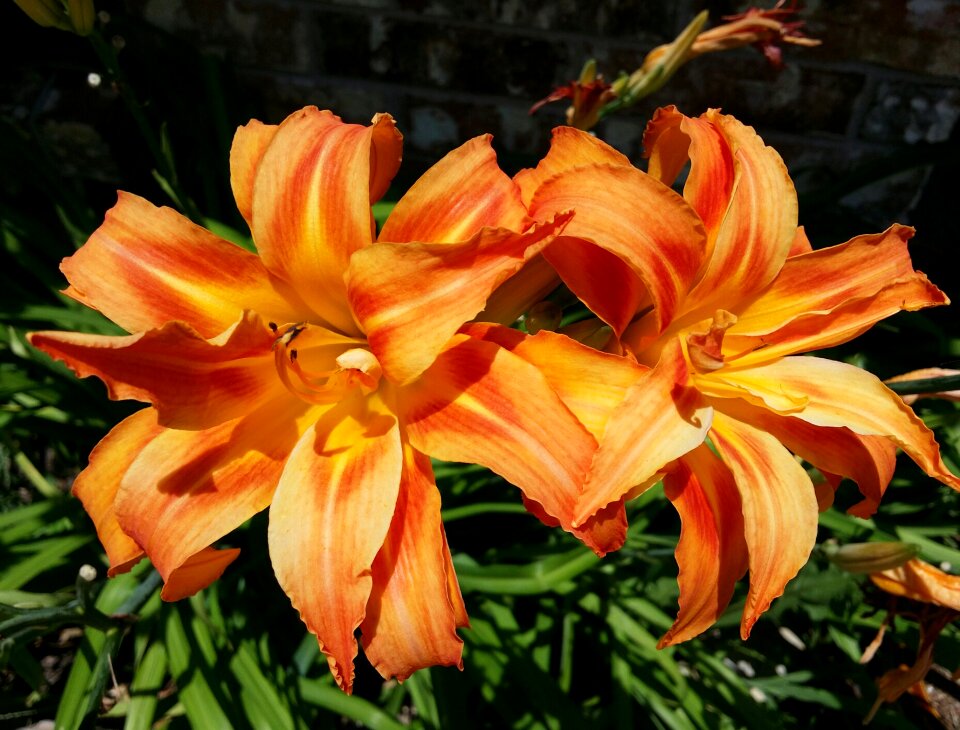 Flower orange yellow