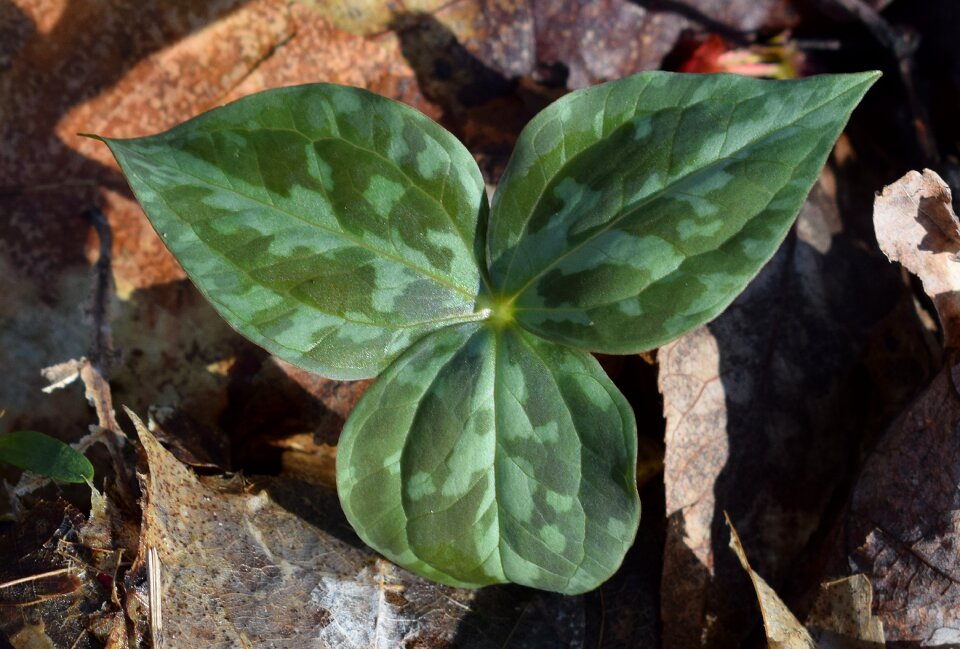 Nature plant foliage