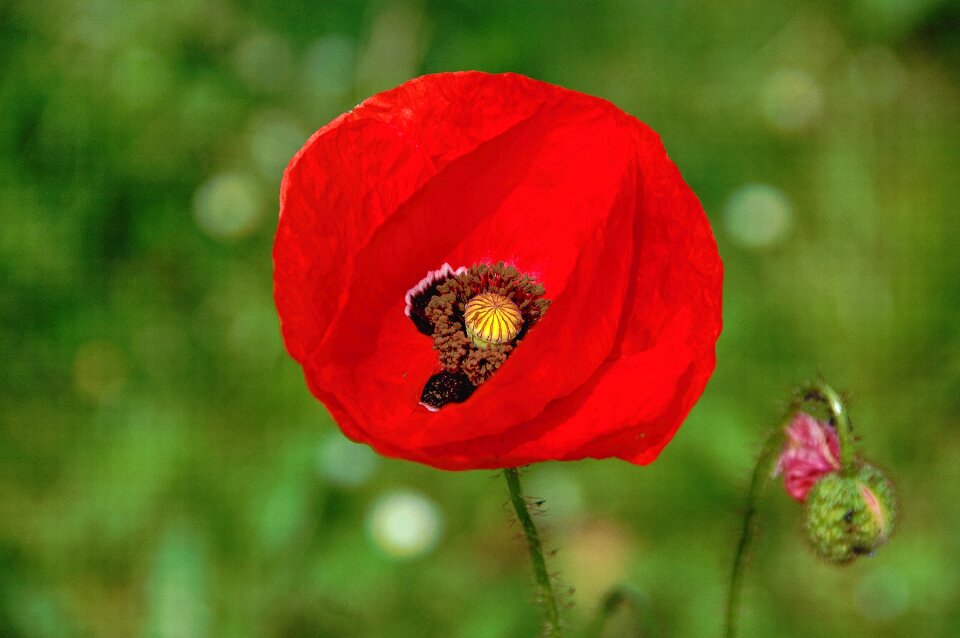 Red nature poppy