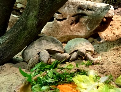 Bdg zoo terrarium 16 01-2015