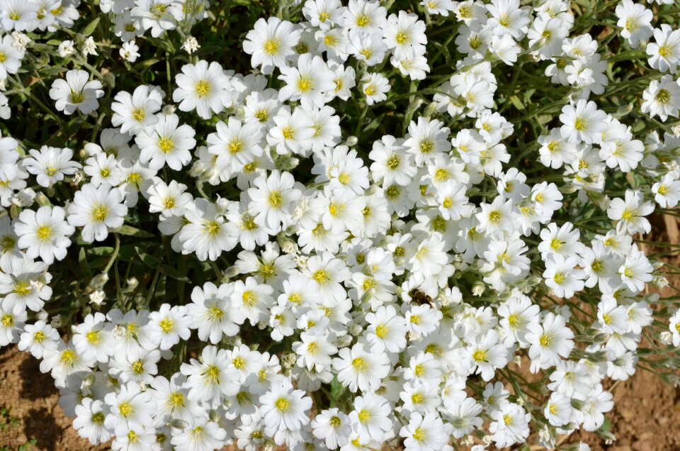 Spring flowers green turkey plant