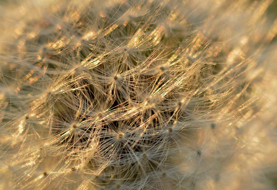 Sonchus oleraceus nuns macro
