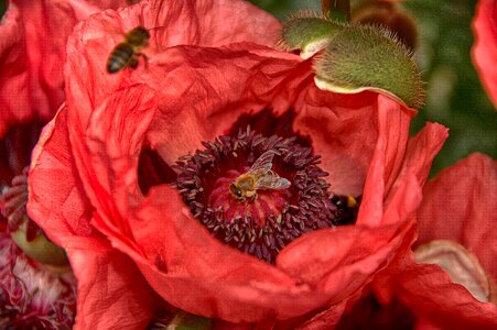 Insect plant poppy photo