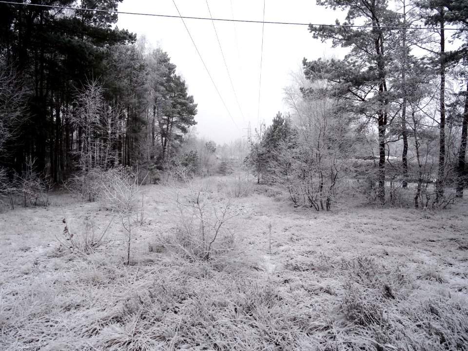Bdg Siernieczek winter3 2-2017
