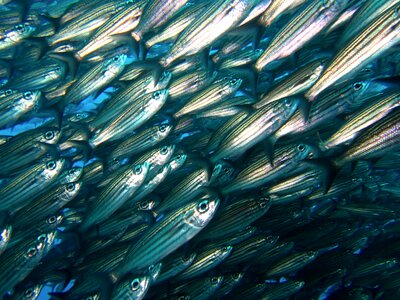 Galapagos diving underwater