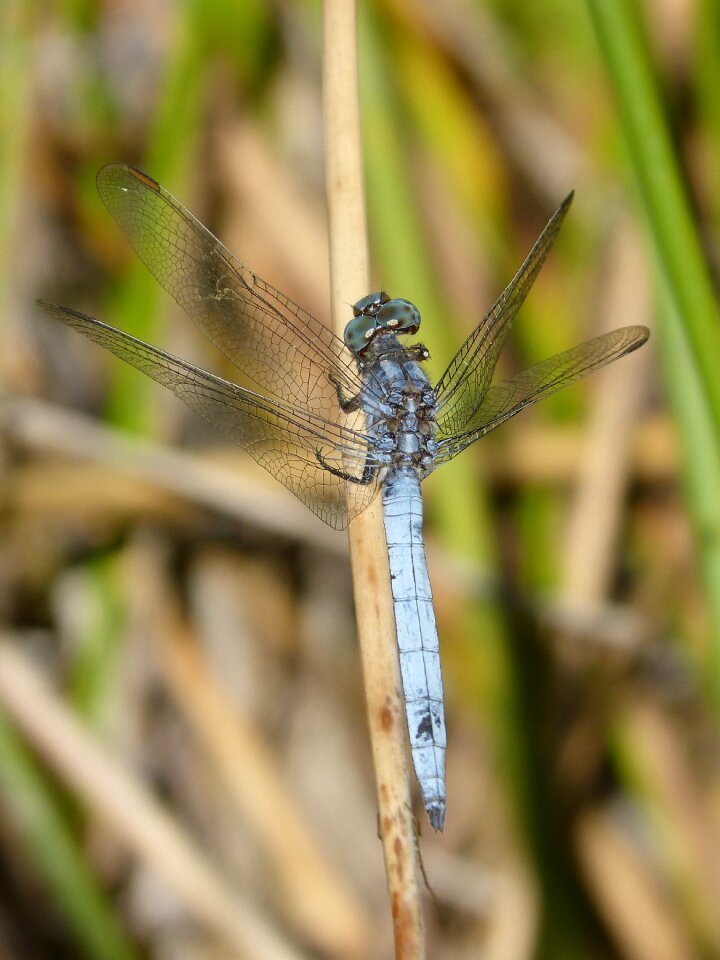 Orthetrum brunneum winged insect branch