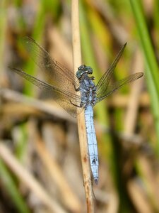 Orthetrum brunneum winged insect branch photo