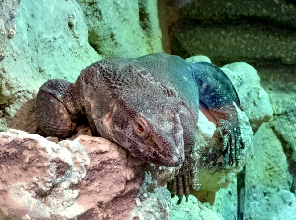 Bdg zoo terrarium 3 01-2015