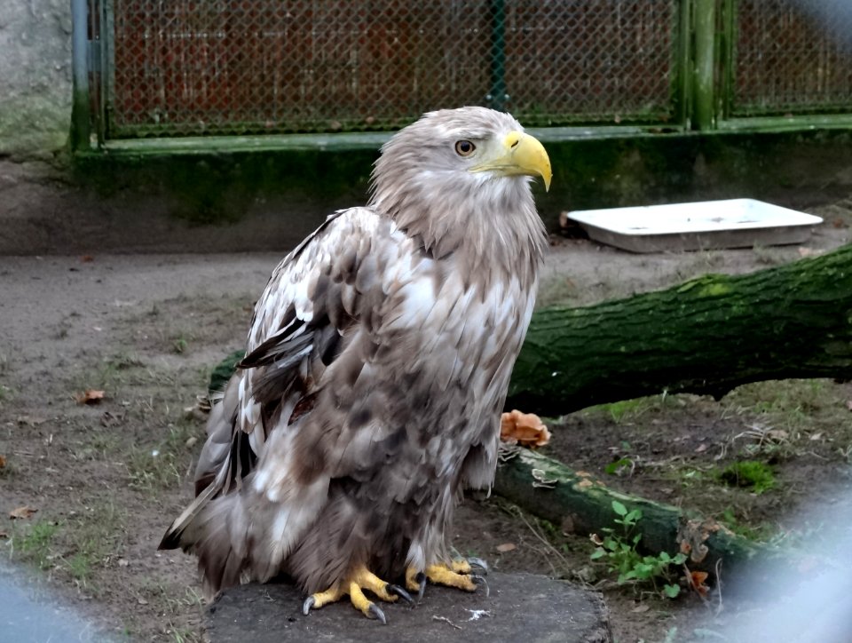 Bdg zoo 6 12-2014