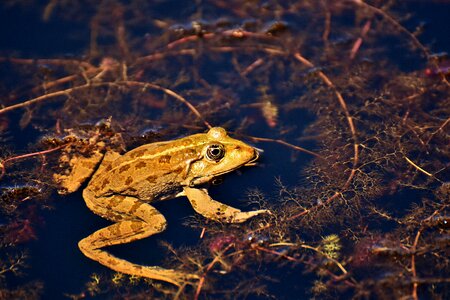 Water frog frog pond high photo