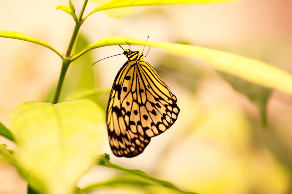 Summer macro animal