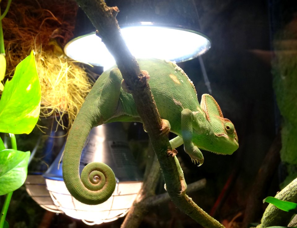 Bdg zoo terrarium 15 01-2015