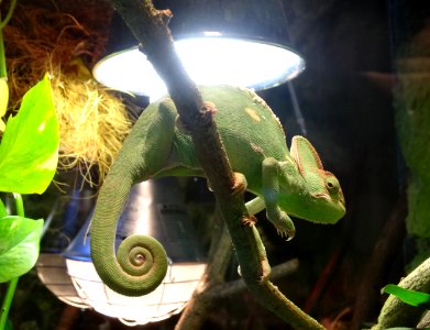 Bdg zoo terrarium 15 01-2015