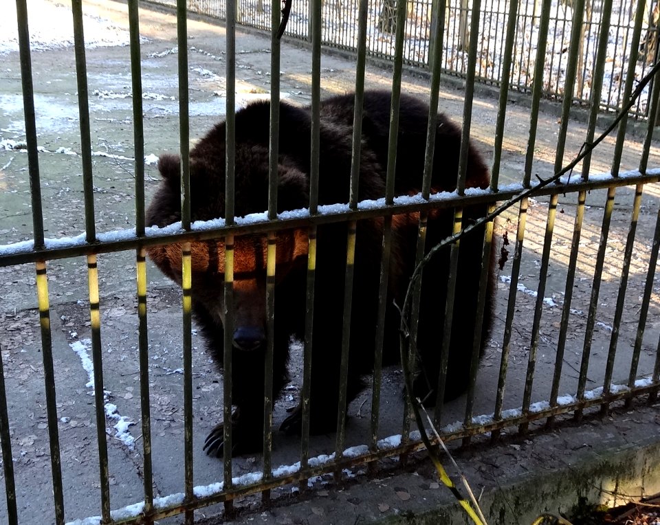 Bdg zoo 9 01-2015
