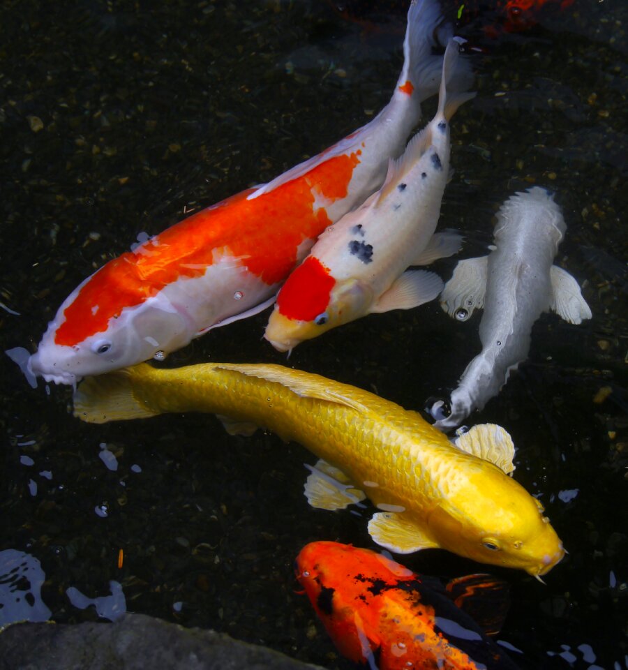 Fish breeding vivid photo