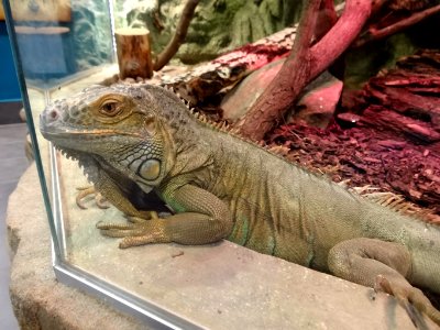 Bdg zoo terrarium 9 01-2015