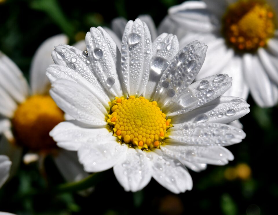 Bloom drop of water white