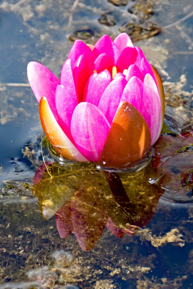 Pink blossom bloom