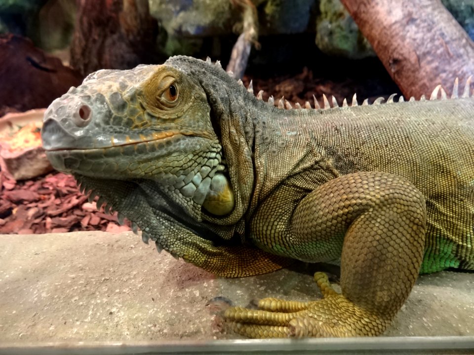 Bdg zoo terrarium 6 01-2015