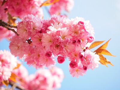 Blossom bloom japanese flowering cherry photo