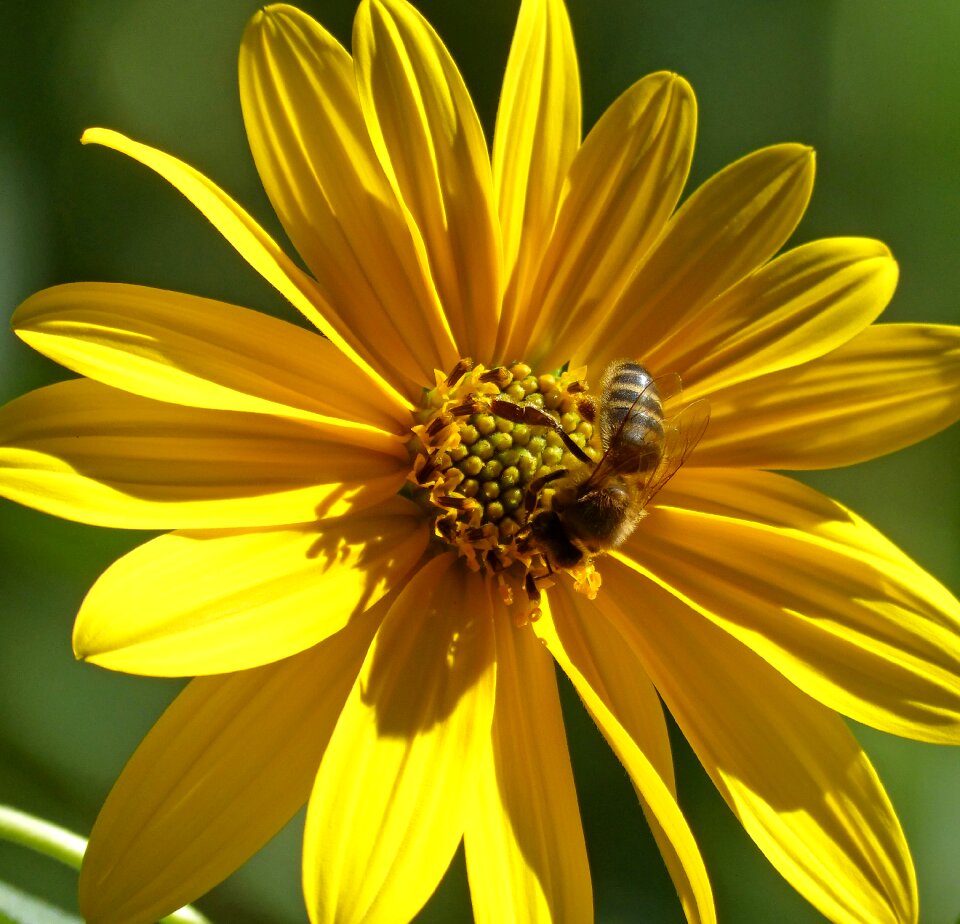 Bee pollen libar photo