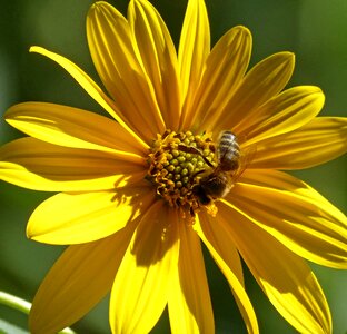 Bee pollen libar