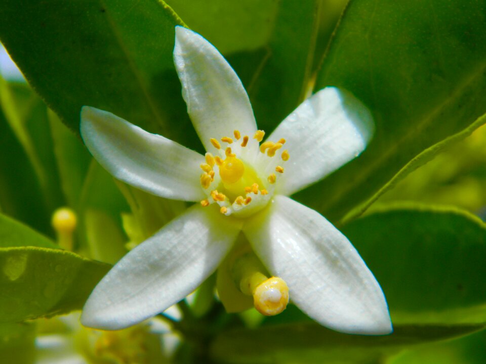 White flower green