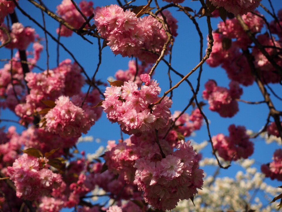 Blossom bloom japanese flowering cherry