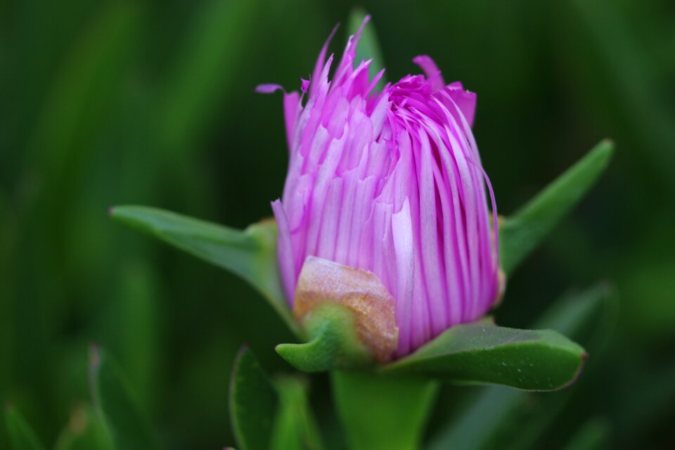 Nature green flowers