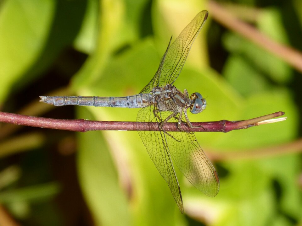 Orthetrum brunneum winged insect branch