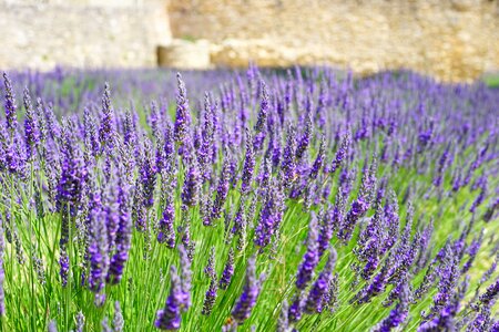 Lavender field lavender blossom lavender cultivation