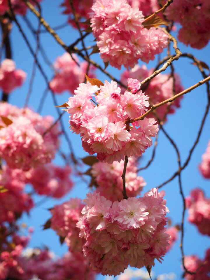 Blossom bloom japanese flowering cherry