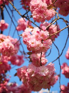 Blossom bloom japanese flowering cherry