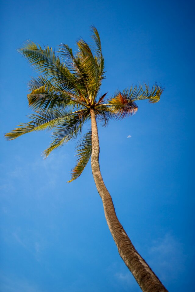 Blue tall tropical