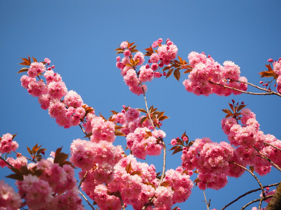 Blossom bloom japanese flowering cherry