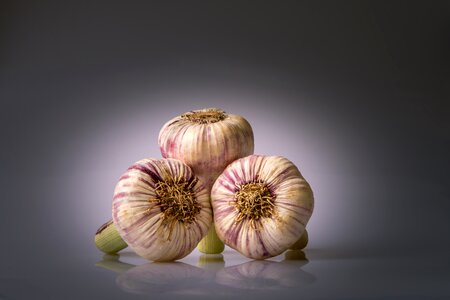 Allium sativum garden plant perennial