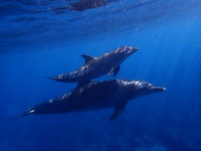 Underwater diving fish
