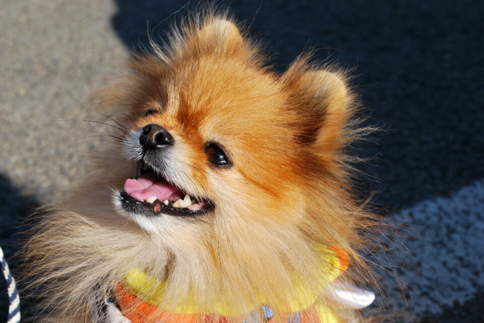 Pet happy dog smile